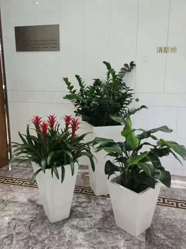 金錢(qián)樹(shù)組合盆