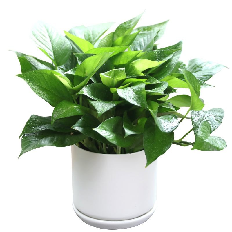 北京植物租賃有講究，不同場所的綠植擺放要點(diǎn)