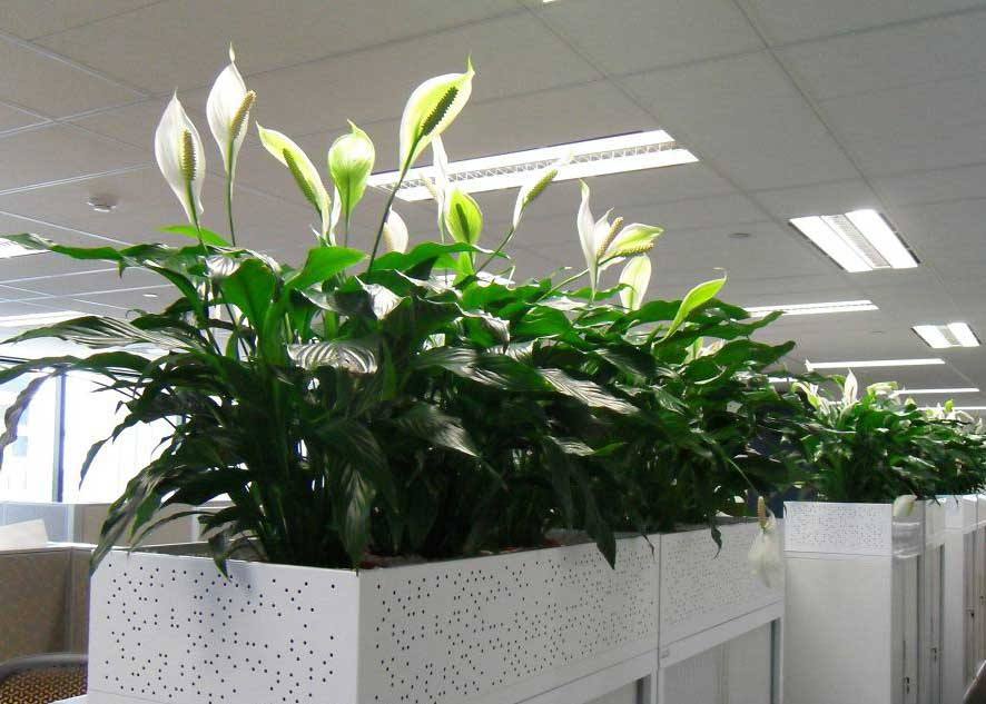 哪些花卉不適合在臥室養(yǎng)？