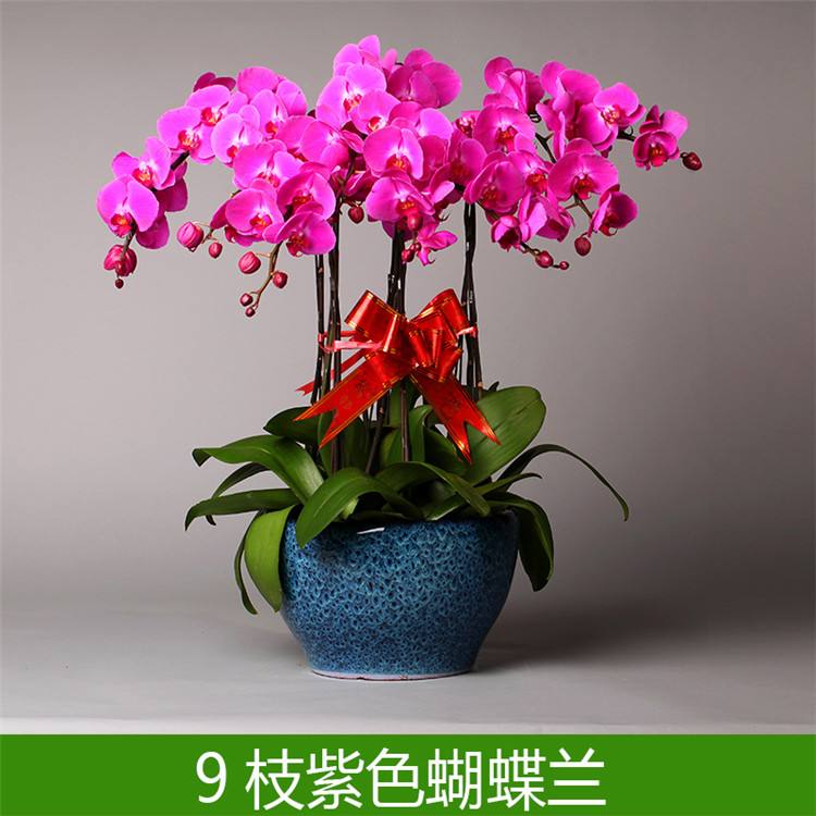 北京辦公室租擺哪些綠植花卉比較好室外租賃植物有哪些？