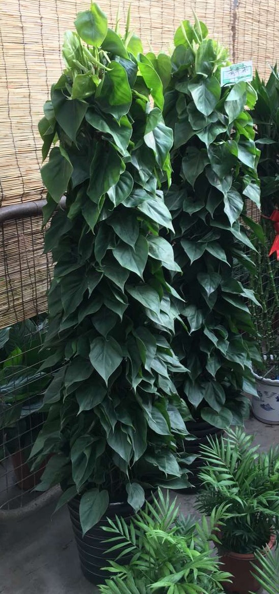 北京喜蔭花卉盆栽養(yǎng)護方法有哪些？