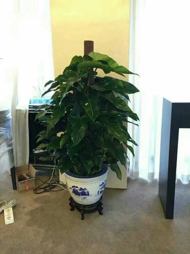 北京花卉租賃為什么對企業(yè)更劃算？