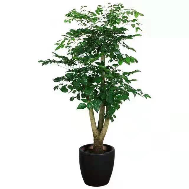 冬季適合水插以下花卉，只要做到以下幾點，生長迅速很好 北京花卉租擺公司
