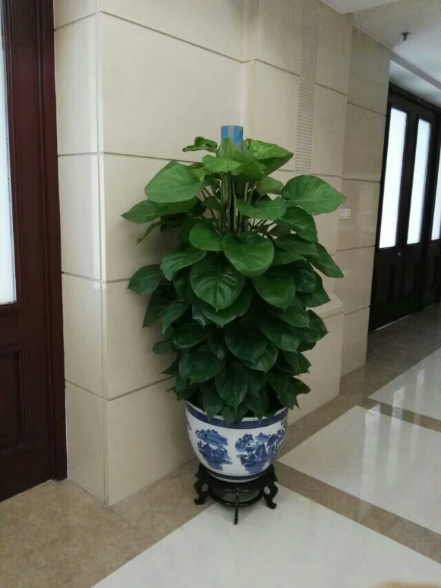 北京花卉銷售公司-室內(nèi)不適合養(yǎng)什么花草植物，室內(nèi)養(yǎng)花禁忌