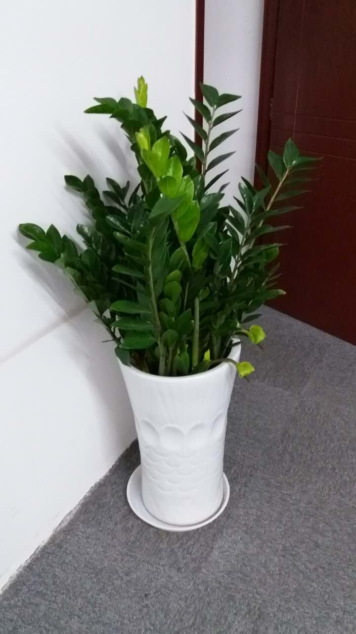 綠植養(yǎng)護(hù)-金錢樹澆水的正確方法，多久澆一次水