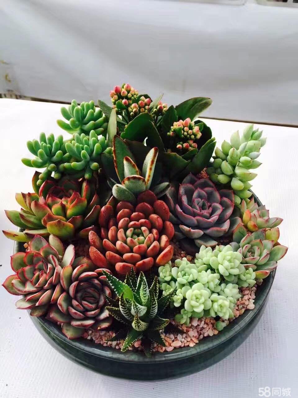 陶碳球負離子植栽怎么種？