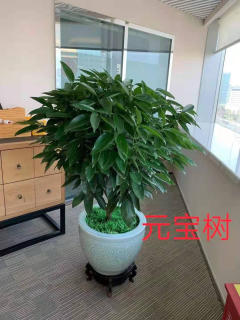 冬季養(yǎng)花，學(xué)會這6點，什么花都能養(yǎng)好!