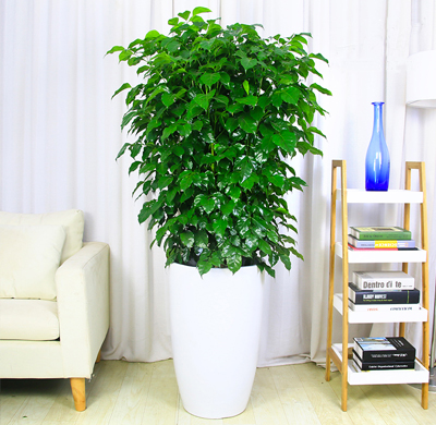 辦公室綠植租擺的好處，省心省力 