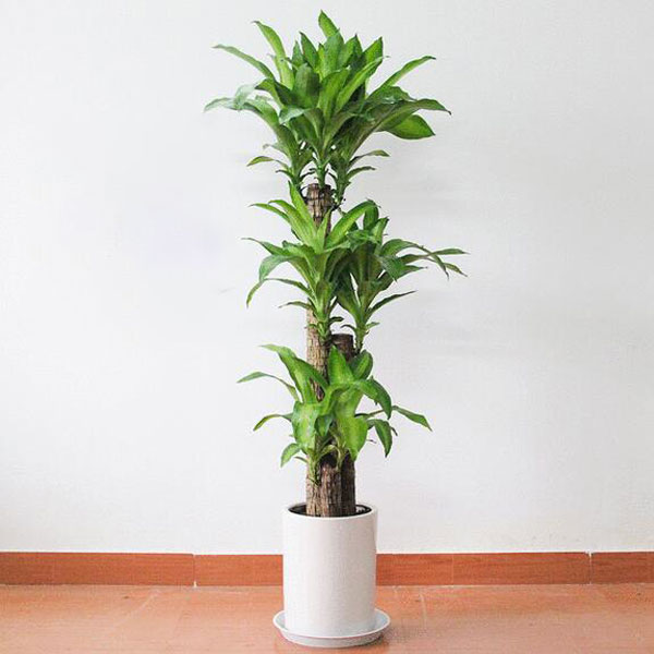 北京綠植租賃公司-怎樣讓室內花卉保鮮花期壽命長