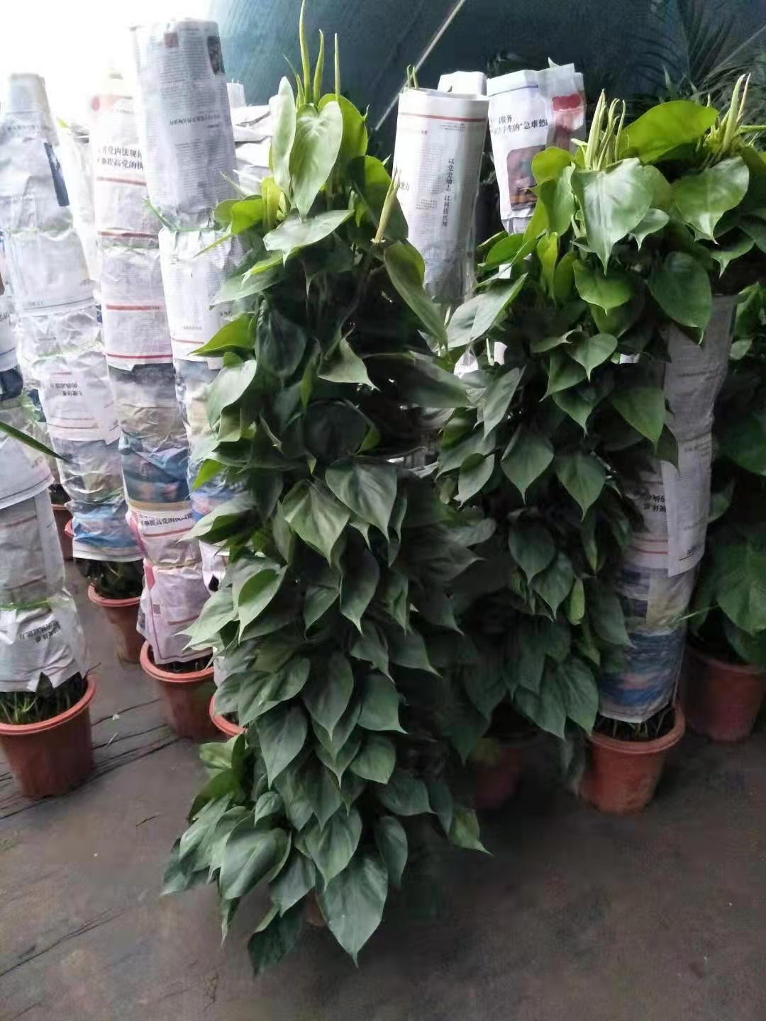 北京綠植養(yǎng)護(hù)主要做什么？