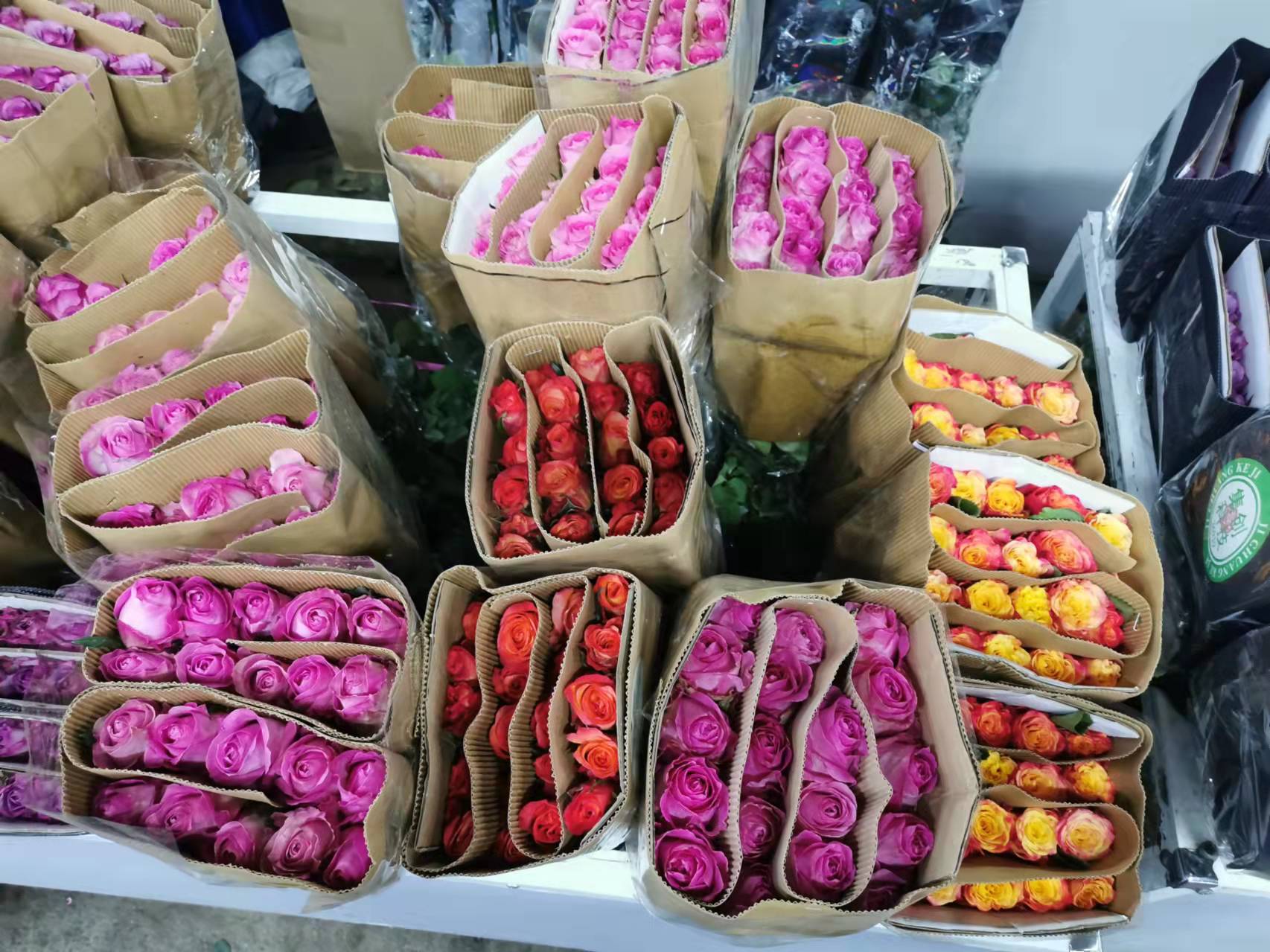花卉月季好養(yǎng)護嗎？