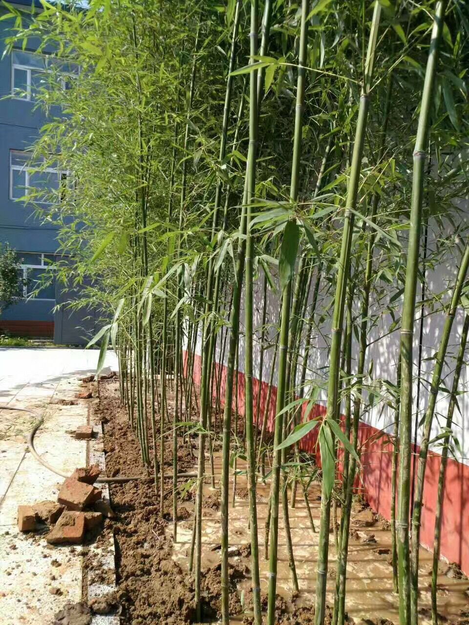 北京園林綠化-北京園林工程-北京景觀設(shè)計-北京綠植租擺。