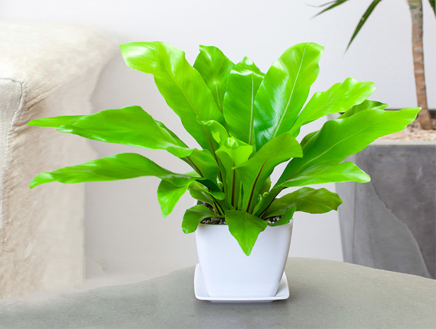 http://www.city1t.com北京花卉租擺公司北京綠植租賃公司   
