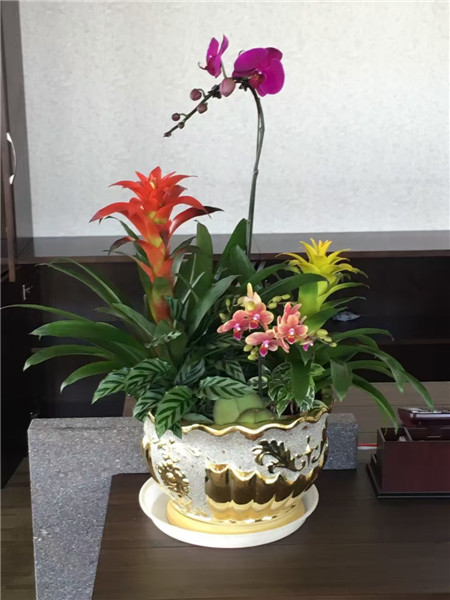 植物租擺公司，不僅僅是提供鮮花那么簡單