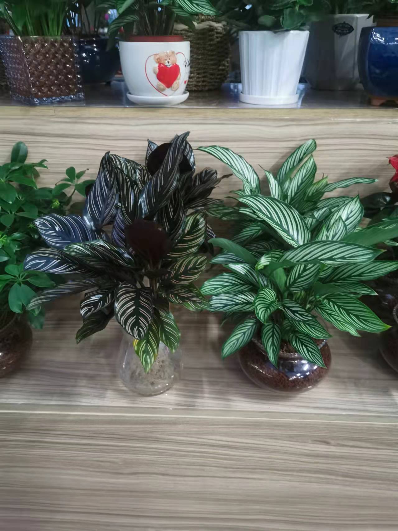 北京朝陽區(qū)綠植租擺公司：孔雀竹芋怎樣養(yǎng)護？