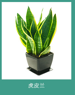企業(yè)注重北京綠植租擺是因為什么呢？