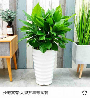 北京綠植租擺靠什么獲得客戶的青睞？