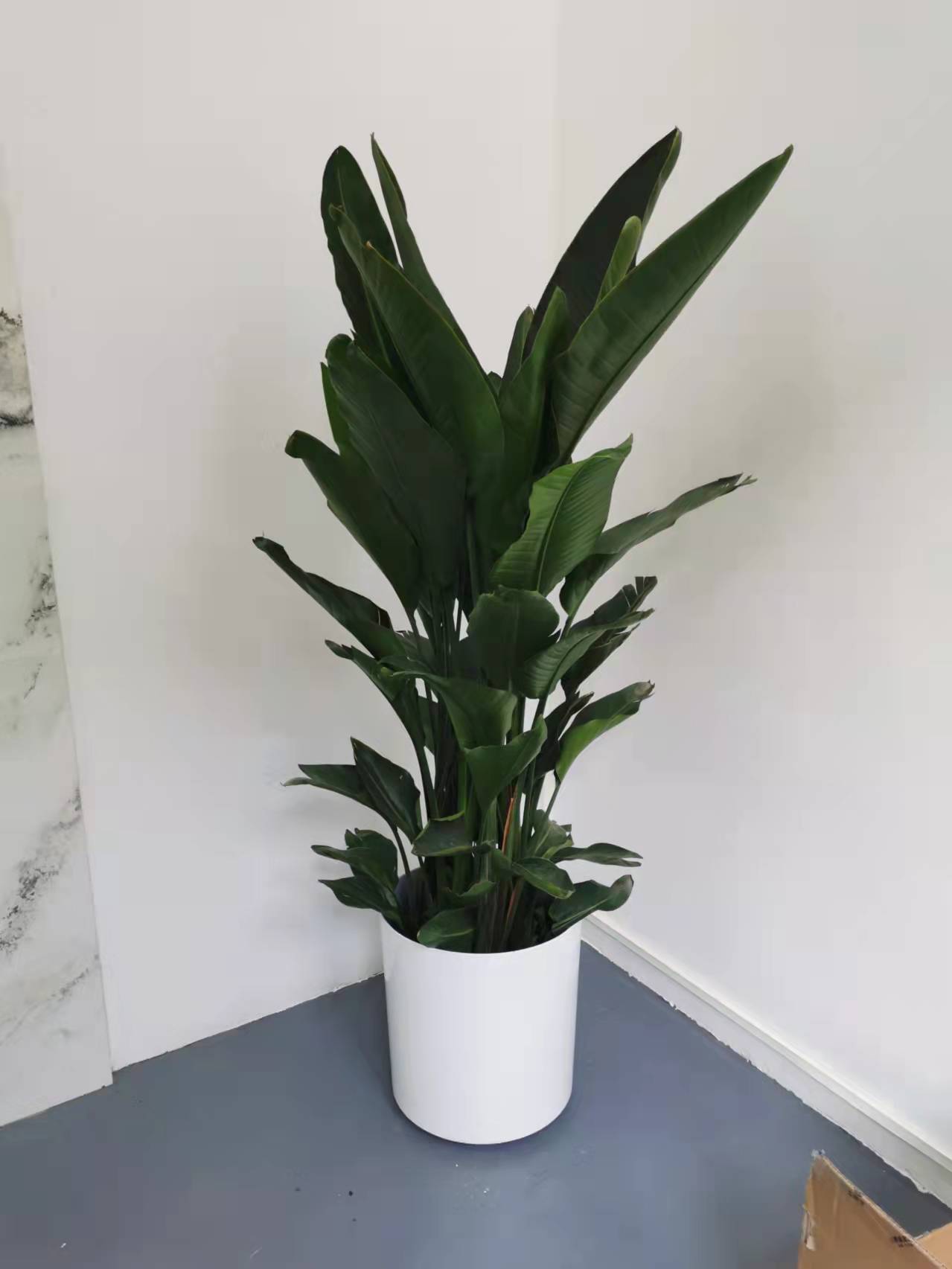 北京世紀(jì)匯通園藝有限公司：哪些綠植凈化空氣？