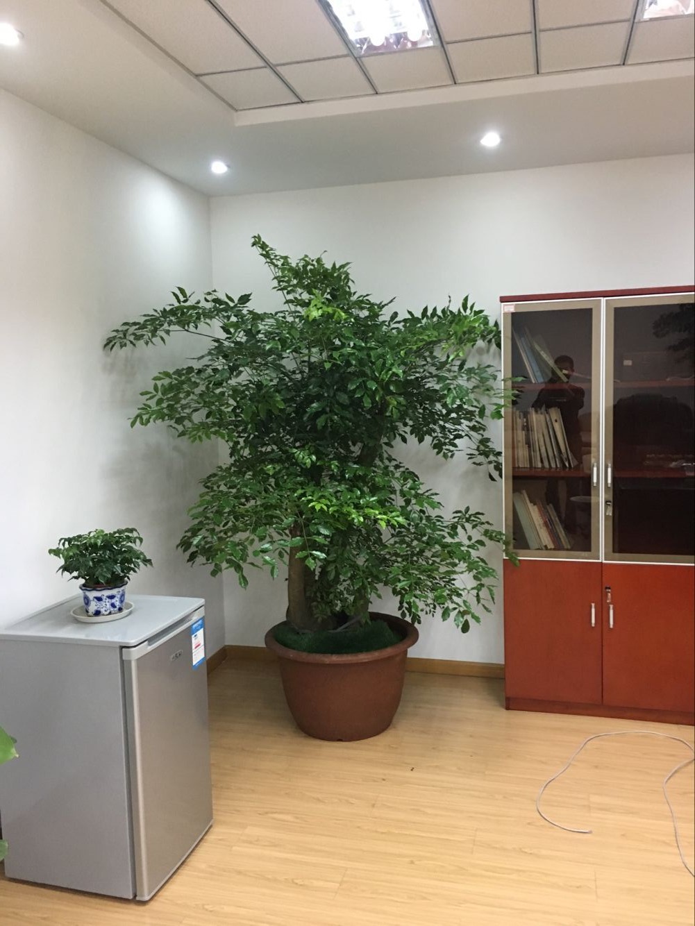 室內(nèi)綠植租賃多少錢？好處和擺放建議有哪些？