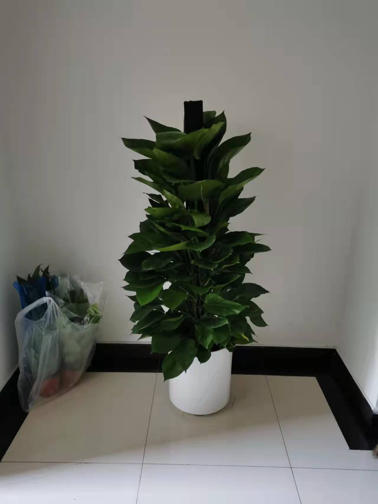 北京綠植養(yǎng)護(hù)-金鉆花有毒嗎？它有什么作用與功效？