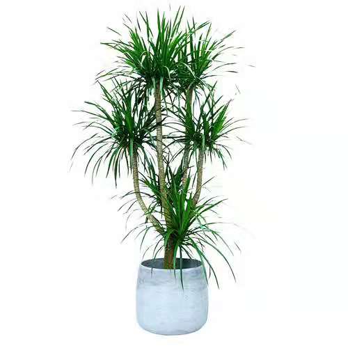 北京綠植租擺公司龍血樹(shù)的養(yǎng)護(hù)方法
