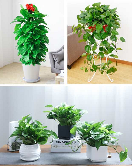 北京寫(xiě)字樓綠植養(yǎng)護(hù)公司