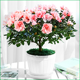 北京花卉公司繡球花夏天怎么養(yǎng)，需要注意什么呢？