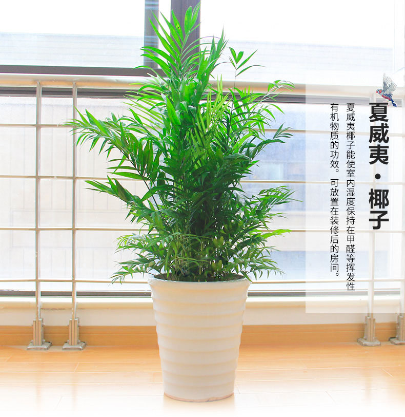 綠色植物鳳尾竹的報價鳳尾竹盆栽葉枯怎么辦？