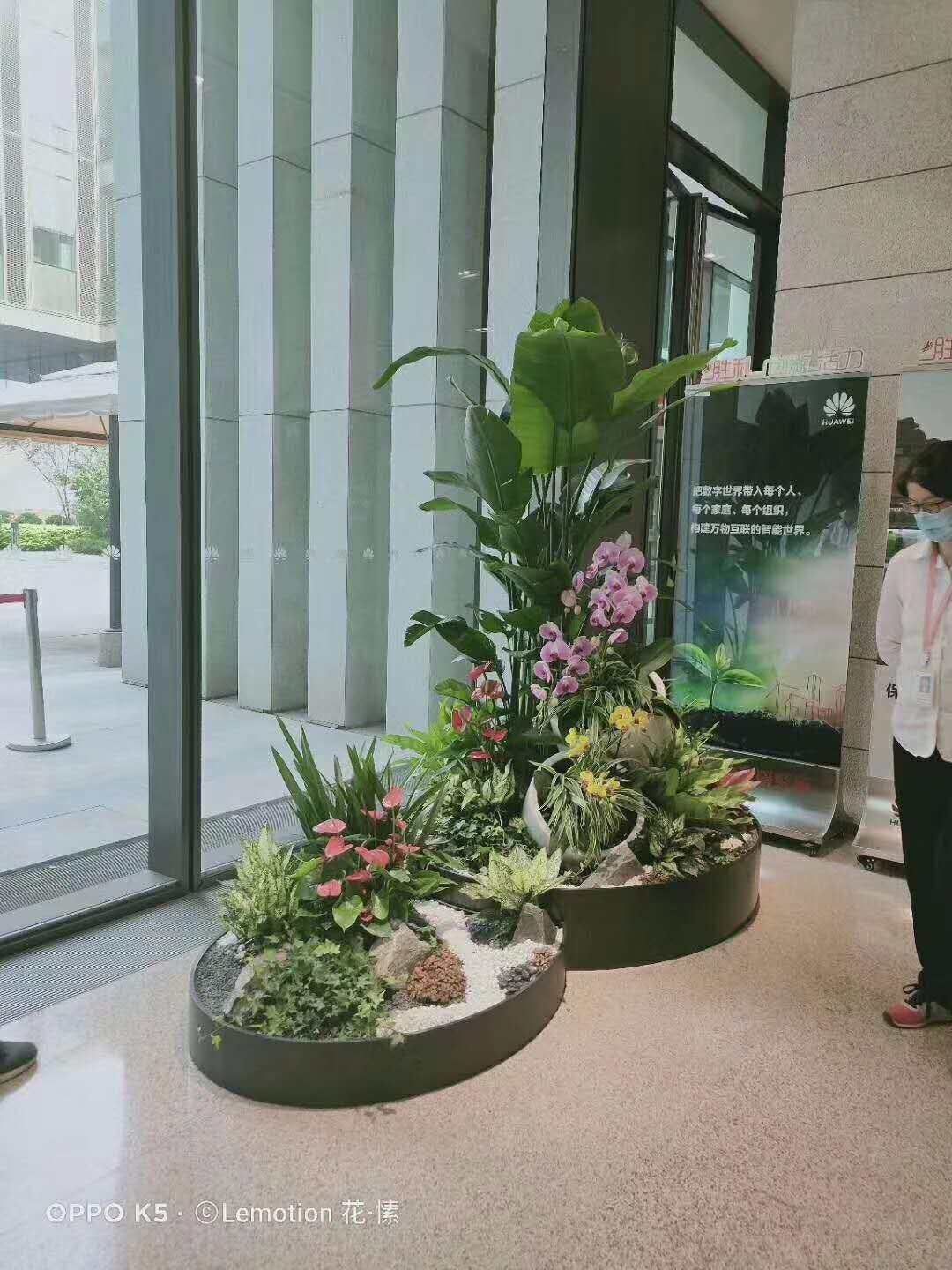北京綠植養(yǎng)護(hù)常見(jiàn)問(wèn)題