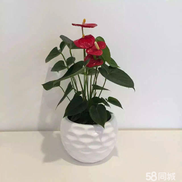 長壽花生蟲不要急，學(xué)會這4點，輕松解決
