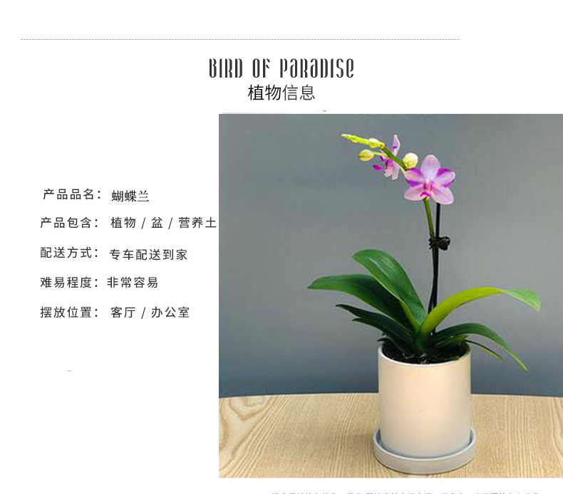 北京花卉養(yǎng)護公司幾種花卉便宜又好養(yǎng)，陽臺盆栽上幾盆，全年開花不停