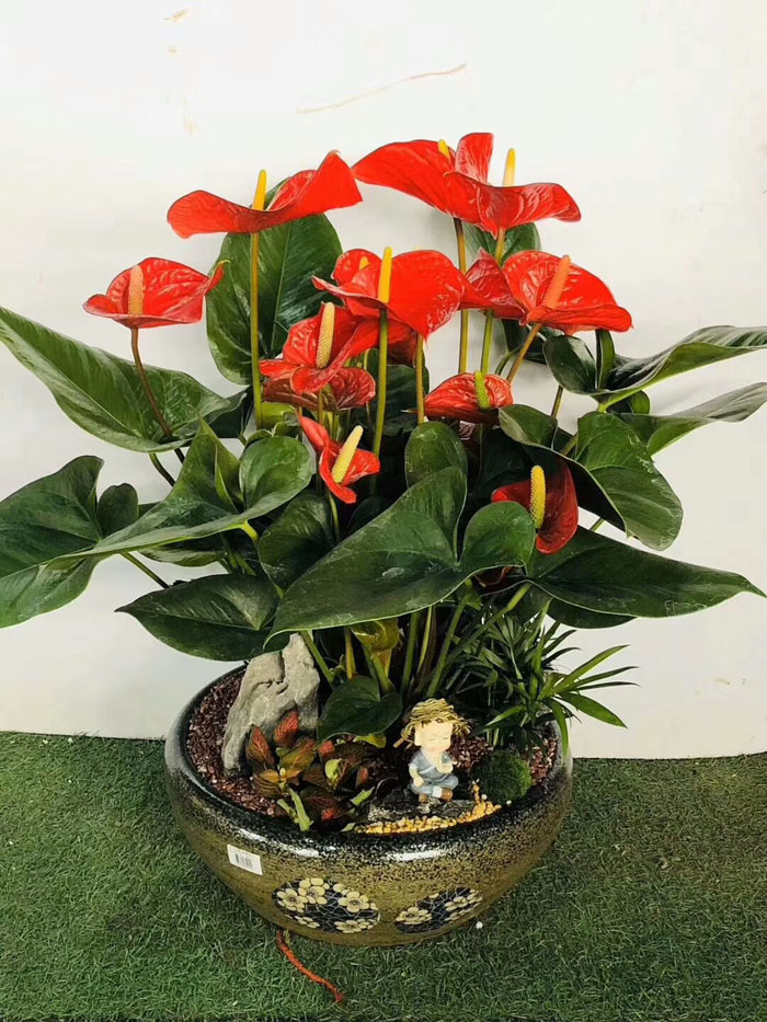 ?紅掌花干枯是怎么回事？