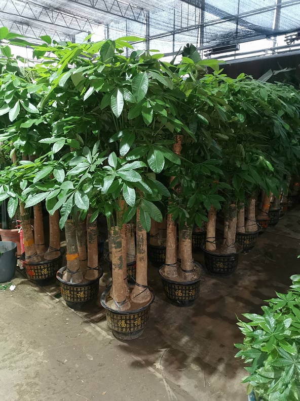 北京綠植租擺公司發(fā)財(cái)樹(shù)葉子有斑怎么辦？