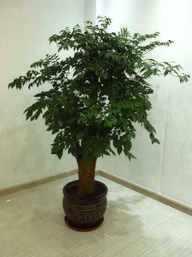 北京綠植租擺公司幸福樹(shù)怎么養(yǎng)護(hù)？