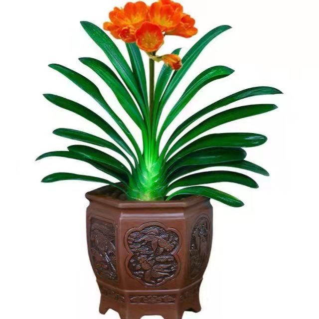 春天花卉開花植物，要做好哪些工作？
