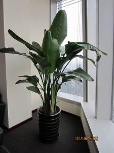 北京亦莊經(jīng)濟技術(shù)開發(fā)區(qū)綠植租擺公司
