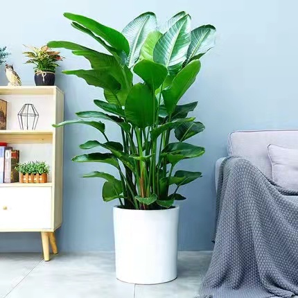綠植租擺天堂鳥(niǎo)