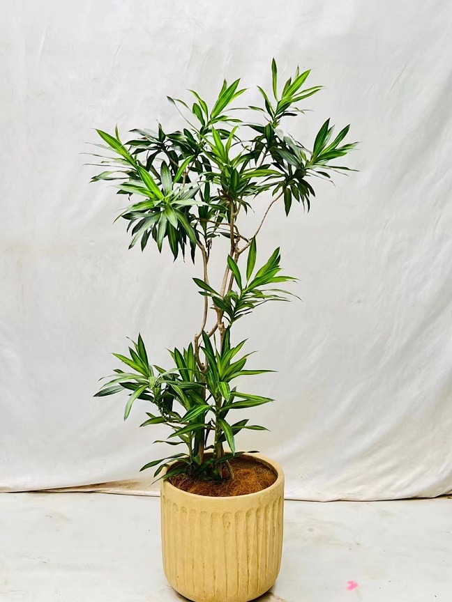 植物養(yǎng)護(hù)不會(huì)養(yǎng)怎么辦？植物專業(yè)知識(shí)不會(huì)怎么辦？