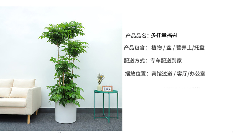 北京花卉租擺公司鳳仙花的花語是什么？