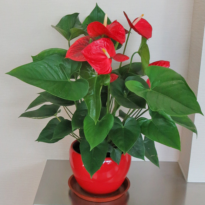 紅掌