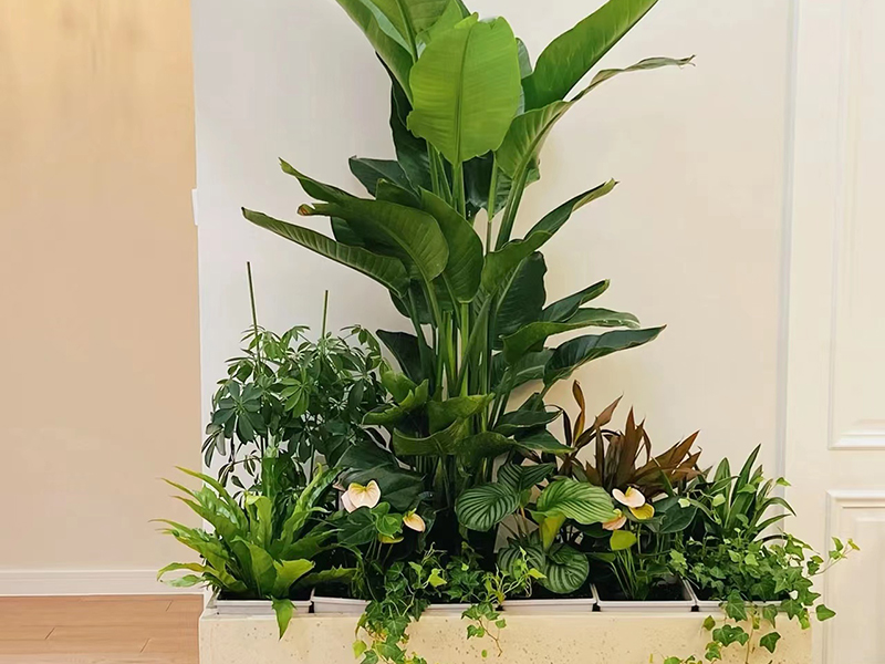 鳶尾花黃葉子是什么原因？怎么解決？