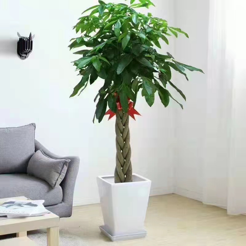 海淀區(qū)綠植租擺公司海淀區(qū)花卉租擺公司海淀區(qū)花卉租擺價(jià)格