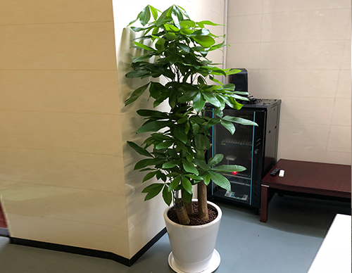 步步高發(fā)財(cái)樹(shù)綠植租擺