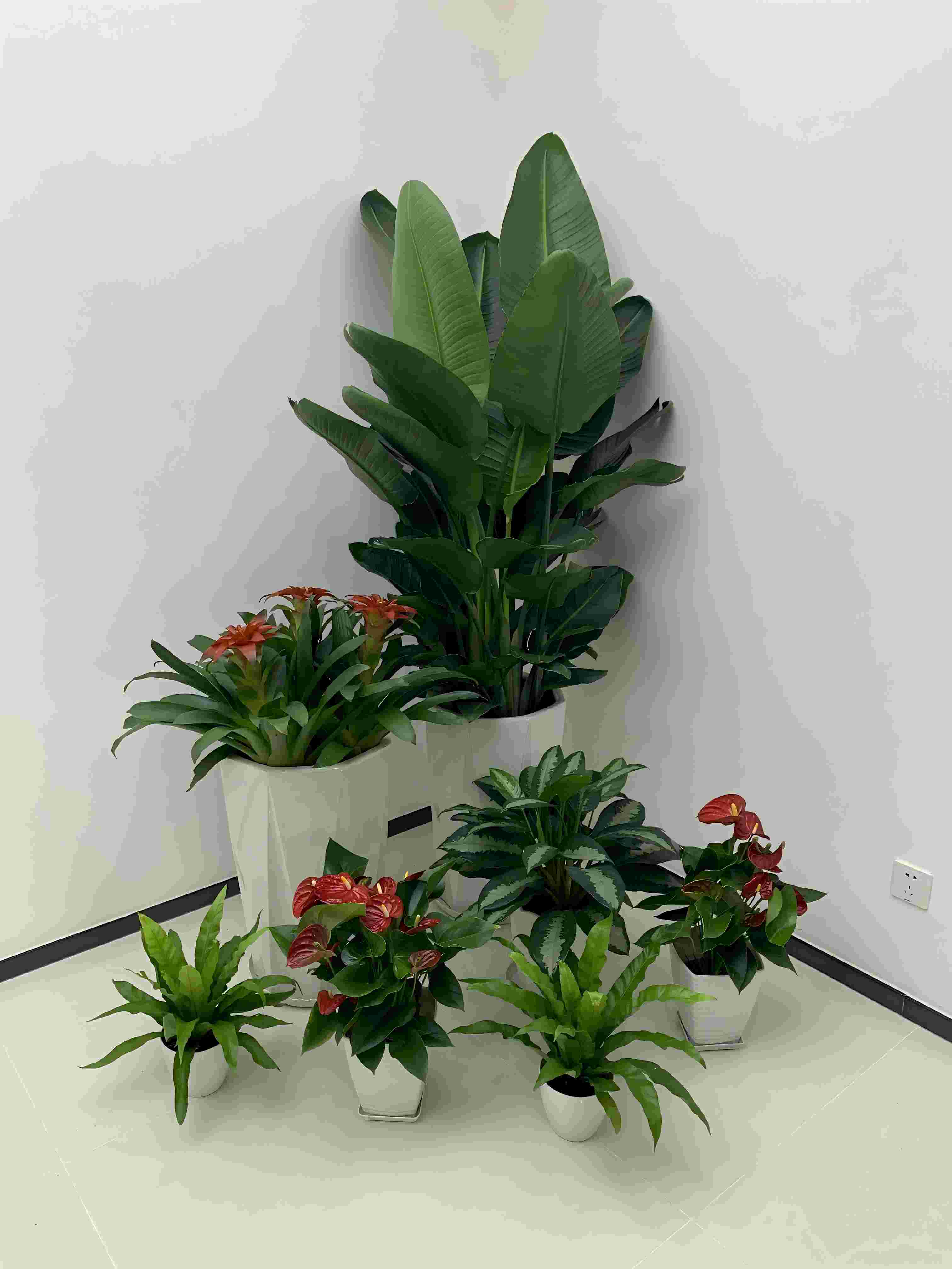 花卉綠植銷售