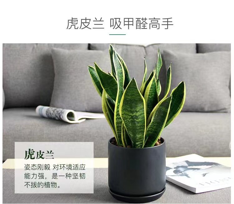 綠植花卉租賃