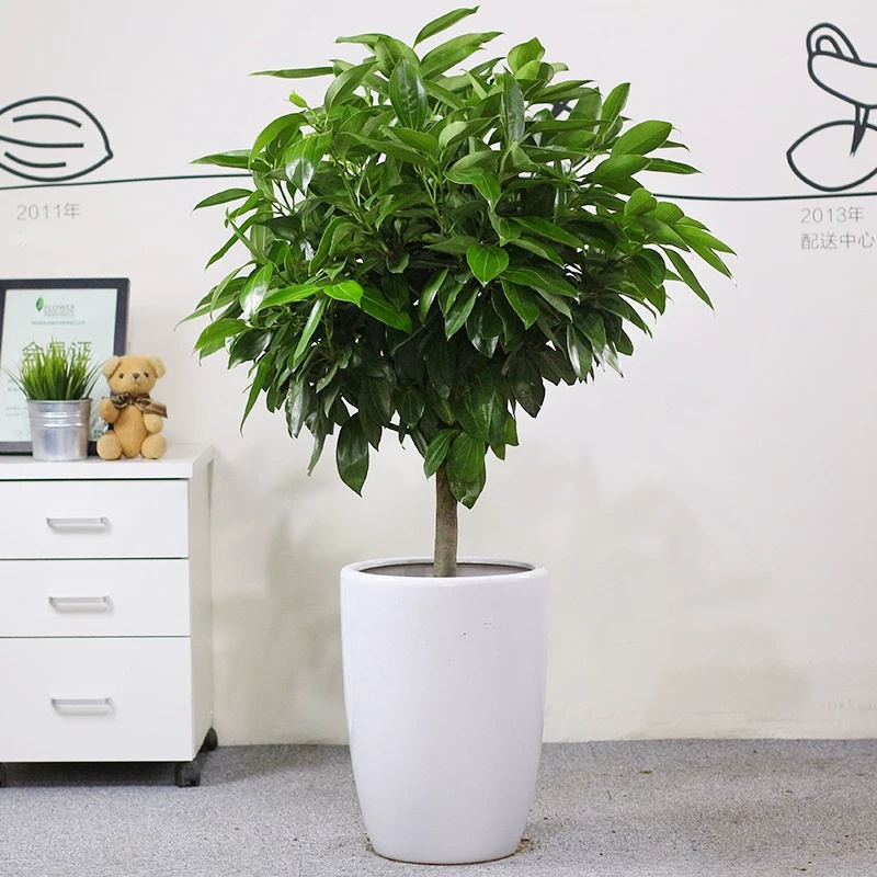 元寶樹(shù)綠植租賃