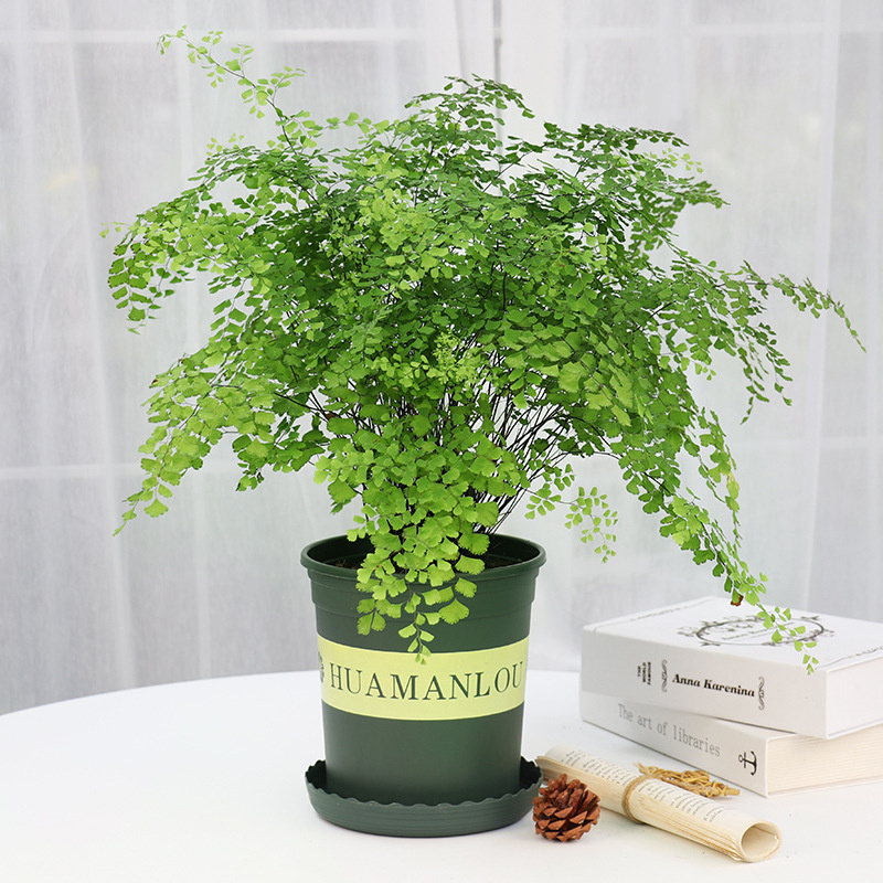 綠植租賃：不止于“租”，解鎖綠色經濟新藍海