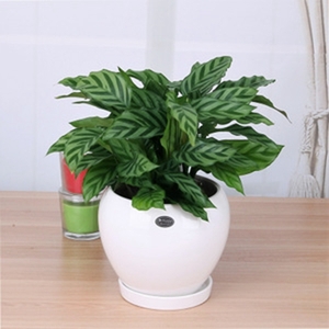 望京綠植租擺國貿綠植租擺朝陽區(qū)綠植租擺公司